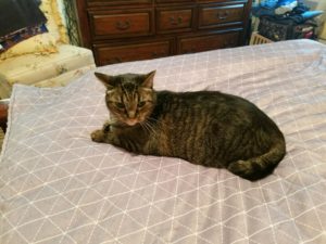 Rocabi Weighted Blanket Designed to Reduce Anxiety & Induce a Sense of Calm and Relaxation.7