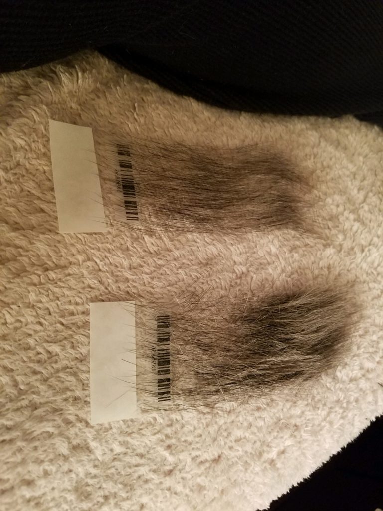 Basepaws an at-home, feline-specific genetic test DNA